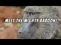 Amazing Baboon Facts Why Do Baboons Have Colorful Butts