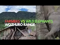 Download Lagu Wild Elephants destroyed Farms ~ Human-Elephant Conflict || Nzhu Project || Wozhuro Range 