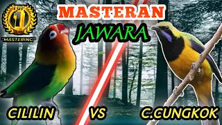 lovebird vs cucak cungkok masteran tembakan speed rapattt