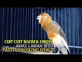 Download Lagu kenari gacor panjang Cuit Cuit EMOSI, Pancingan Kenari Paud Belajar Bunyi, terapi AMPUH Kenari MACET