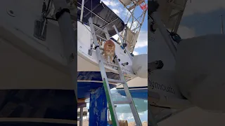 12 FT HIGH! 🙀🙀🙀 but will he make it?!! #sailing #sailingadventures  #funnycat