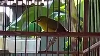 masteran pleci nembak zipper speed rapat terbaru 2026 masteran pleci speed rapat mudah di tiru