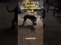 🎥DEMON DOG😈 #demon #crazy #blackmagic #happydog #happydoggie #pitbull #activedog #apbt #funny #dog