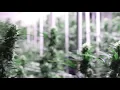 Yuma Way 1136 Yuma Dispensary - Mornings in The Grow Room