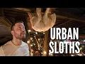 Sloths Are More Dangerous Than You Think