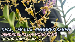 Download Deal, Terjual Anggrek Keren \u0026 Langka. Dendrobium Loe Hong Kang \u0026 Dendrobium Lum Goo MP3