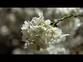 Download Lagu Hanami 2019 - New beginnings.