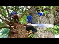 Download Lagu Cưa hai cây Còng siêu khủng, siêu to / Sawing two super large, super giant Tamarind trees | P6