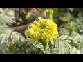 African Mari Gold Plants in Pakistan  #african #marigold #pakistan