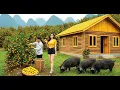 Download Lagu Back to Village Life: Harvesting Oranges, Potatoes \u0026 Raising Pigs with My Girlfriend