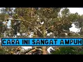 Lagu Hanya Dua Cara Ini | Durian Lokal Bisa Berbuah Tiap Tahun