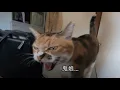 Download Lagu シャーして父に叱られ拗ねてしまった娘猫
