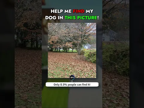 Help Me Find My Dog!! #Shorts