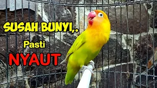 Download Suara Burung Lovebird FIGHTER Ngekek Panjang PANDAI Pancing EMOSI, Apapun Lovebirdmu PASTI NYAUT MP3