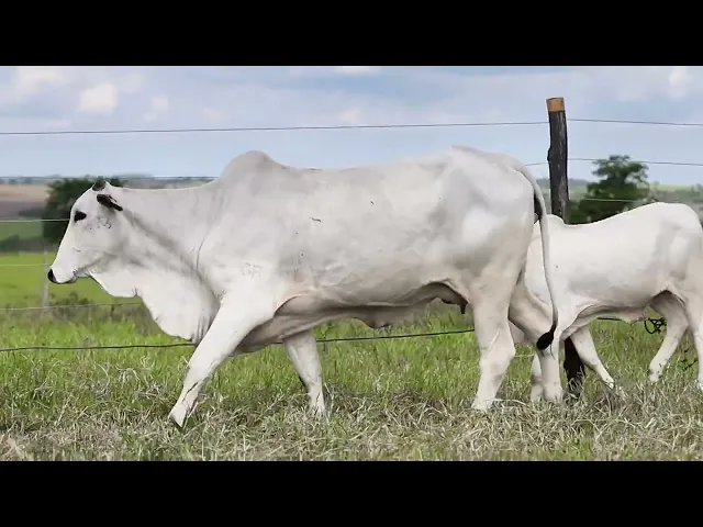 Matriz Nelore SGN - 2151