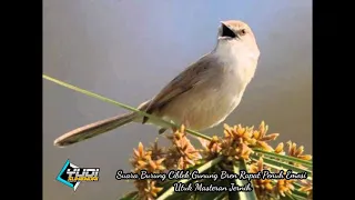 suara bren ciblek gunung penuh emosi untuk masteran link download mp3 di deskripsi