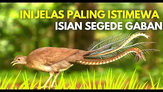 the best lyrebird bird sounds in the world 