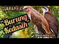 Download Lagu Suara burung kedasih | Suara pikat burung kedasih paling ampuh | burung kedasih
