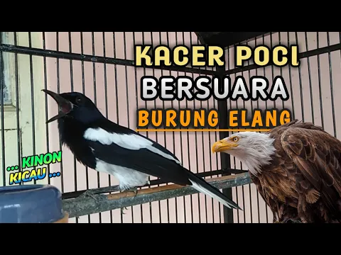 Download MP3 🔴 Suara Kacer Isian Elang || Pas Buat Masteran