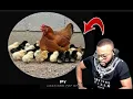 Download Lagu BOTALA KINDOKI RÉSEAUX SOCIAUX @ MAMAN YA SOSO ESCROBONDO @ BATELA FAMILLE BOYOKA MAKAMBU