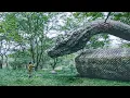 Download Lagu 【FULL】小男孩被远古巨兽袭击！逃命途中被大蛇救下，竟和大蛇成为生死之交！【大蛇3龙蛇之战Snake3】|驚悚 災難 |【電影派對】