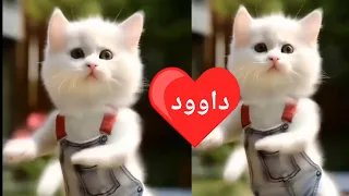 داوود داوود قلبى ياناس اغنية باسم داوود ديدو اغنيه بأسم داوود السعودية الامارات الجزائر المغرب  داوود داوود قلبى ياناس اغنية باسم داوود ديدو اغنيه بأسم داوود السعودية الامارات الجزائر المغرب