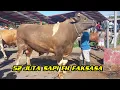 Download Lagu SAPI FH BERBADAN METAL❗️52 JUTA SEGEDE GAJAH