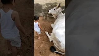 Short Cow Vairal Chiladcow Video Cow Chilad Masti Vairal Video Cow Chilad Vairal 