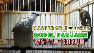 Download PANCINGAN TRUCUK ROPEL CENGKOK TERMERDU SAAT SUBUH | COCOK BUAT PANCINGAN MP3