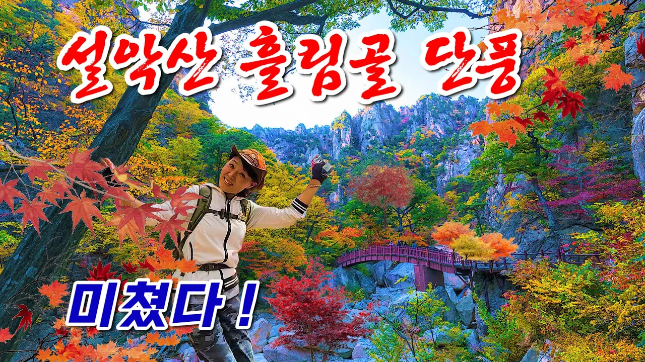 단풍1번지설악산 흘림골 단풍산행, 이번주 최절정, 국내 첫 단풍, 단풍절정기가 왔다 놓치면 후회하는 우리나라 최고의 명산 설악산단풍, 가을에 가볼만한곳, 10월에 가봐야할곳 サムネイル