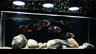 THE OSCAR AQUARIUM - complete tour