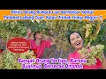 Download Lagu Dikira cuma rumput liar, padahal ini Ladang Cuan..!