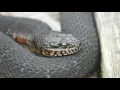 Download Lagu Northern Water Snake MA