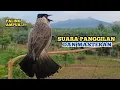 Download Lagu Suara Burung KUTILANG GACOR Ampuh Untuk Panggilan Kutilang Liar dan Cocok Untuk Masteran