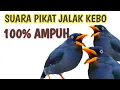 Download Lagu Suara pikat jalak kebo mp3 anti zonk!