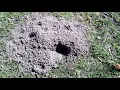 How to Set Trapline Pocket Gopher Traps Step-by-Step Tutorial