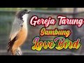 Download Lagu CENDET ISIAN GEREJA TARUNG SAMBUNG LOVEBIRD NGEKEK MASTERAN CENDET JUARA | MASTERAN CENDET TROTOL