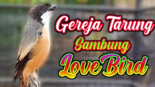cendet isian gereja tarung sambung lovebird ngekek masteran cendet juara masteran cendet trotol