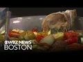How you can still celebrate Greek Summer Easter in Boston