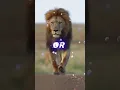 Download Lagu Lion Attitude shayari status Shayari status Attitude shayari #youtubeshorts#viral#shayari#shorts