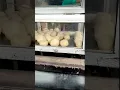 Download Lagu Beli jajanan tahu bulat di goreng dadakan.. ada yg suka? #shorts