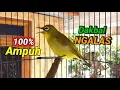 Download Lagu 100% AMPUH Untuk Pancingan Pleci Dakbal Ngalas Ngeplong