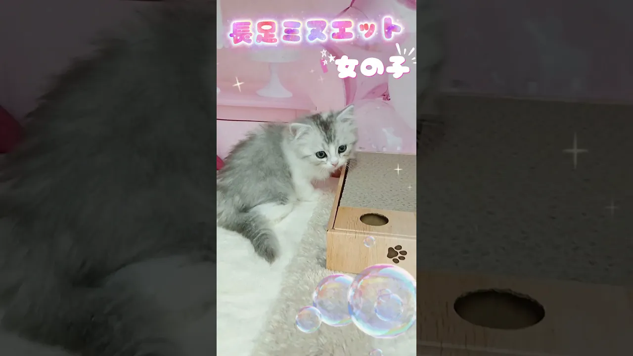 動画