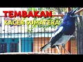 Download Lagu Suara Natural Kacer Sumatra Ngekek Joss