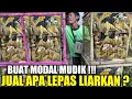 Download Lagu BIKIN SEDIH ! SISA 510 EKOR BURUNG OMBYOKANNYA BELUM LAKU PADAHAL MURAH MAU MUDIK