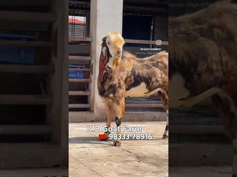 Big Gujri Andul Bakra at KB Goat Farm Bhiwandi