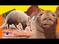 Aardvarks vs Chameleons Incredible Sticky Tongues Full Episode Animals Show for Kids
