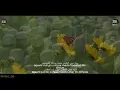 ZAADUL MUSLIM - YAA HABIBI ROSUL (Quthbil Amplop) VOC.IWAN CLEAN+LYRIC