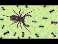 Pocket Ants Vinegaroon - How to kill Vinegaroon in 3 min