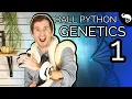 Ball Python Genetics 1 Diploid Haploid Homozygous and Heterozygous